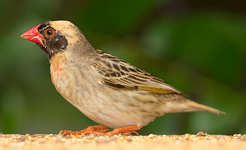 Red-billed Quelea male